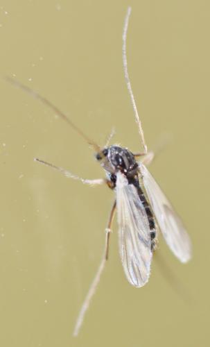 Chironominae